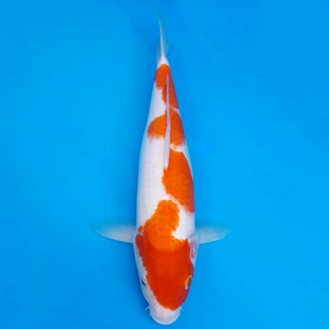 Kohaku