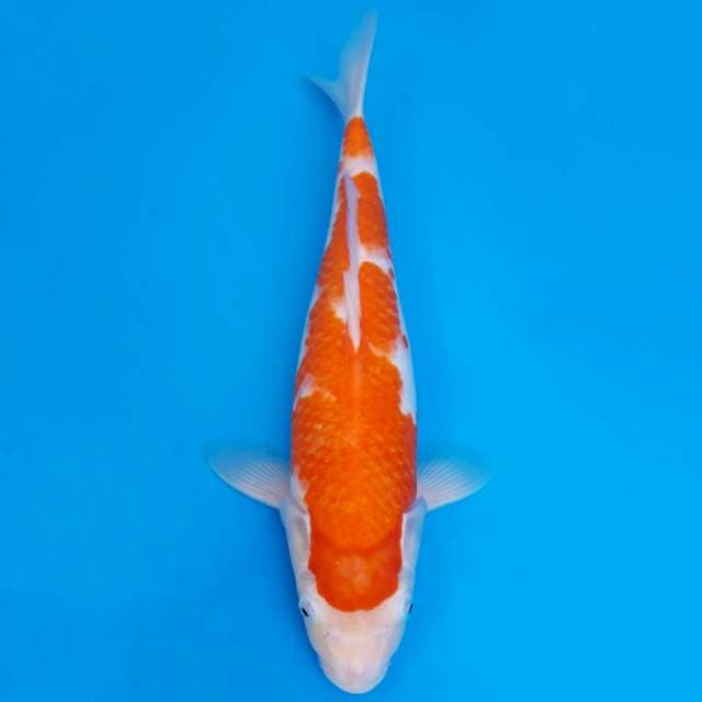 Kohaku