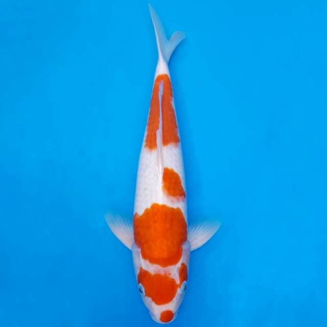 Kohaku