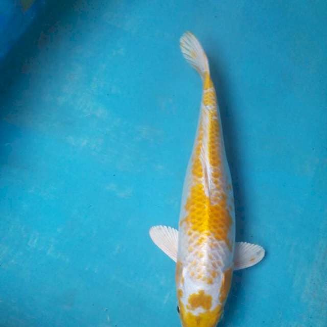 Kanoko29cm