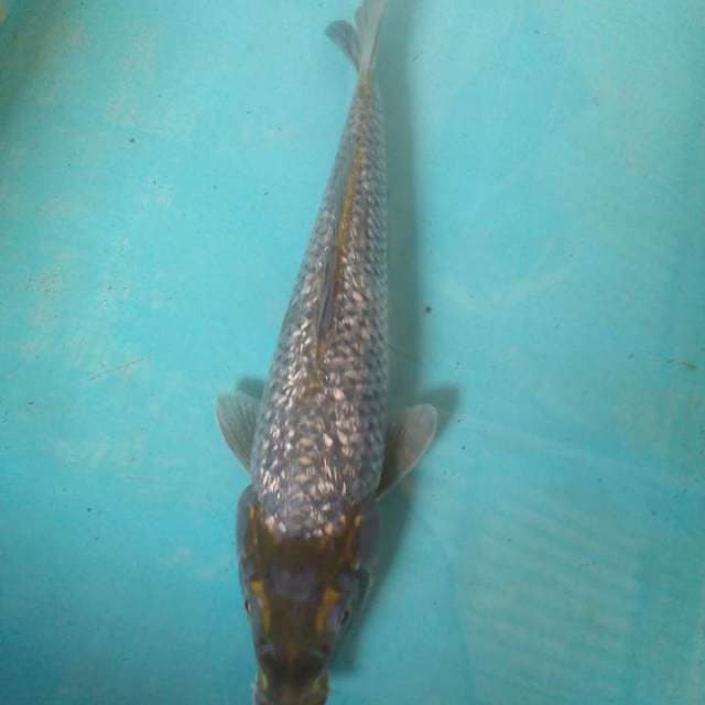 Cantik2,30 cm.