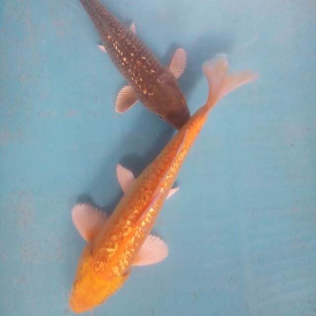 Karasi21chagoi18cm