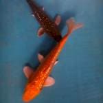 Karasi21chagoi18cm