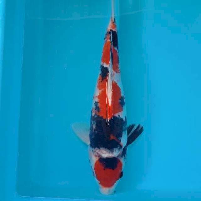 SHOWA 34 CM