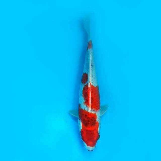 GOSHIKI - 30CM
