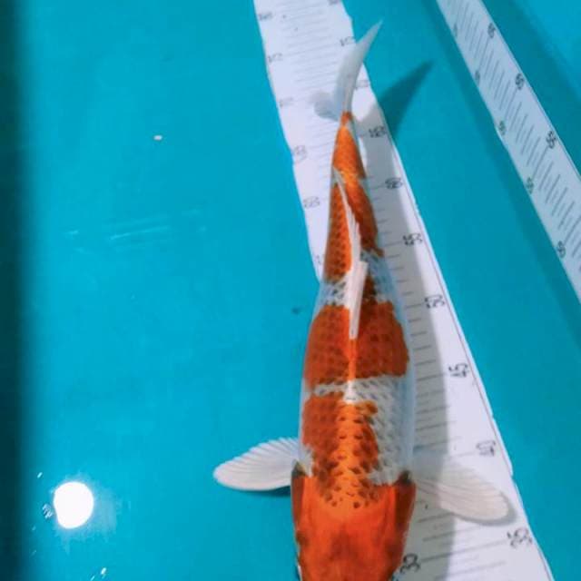 Kojaku ceplok" 40cm