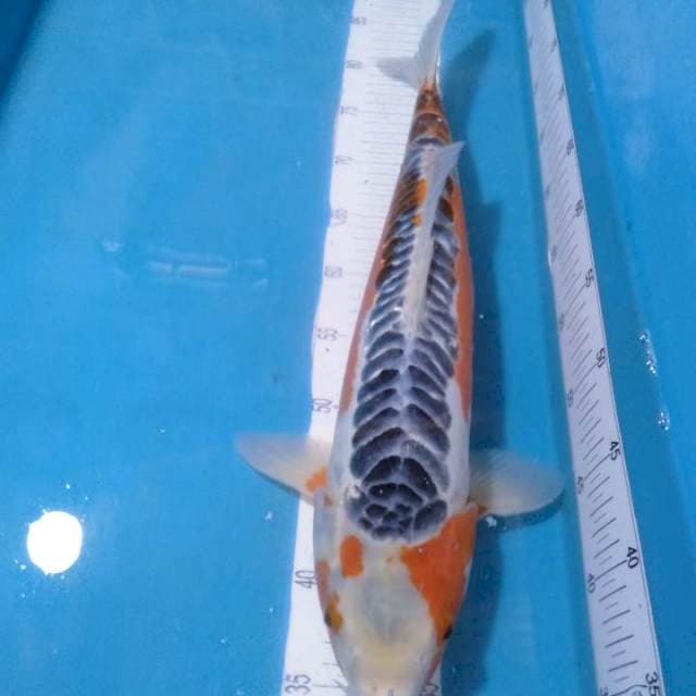 Shusui,,49cm joss..