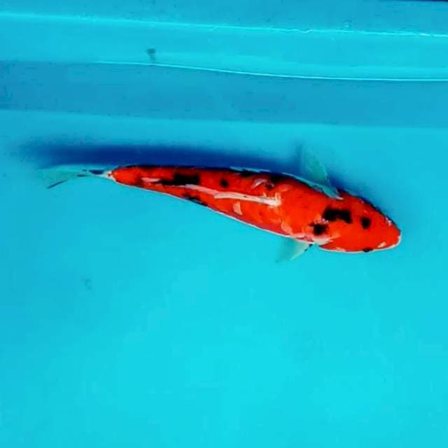 1. Aka Bekko #30cm
