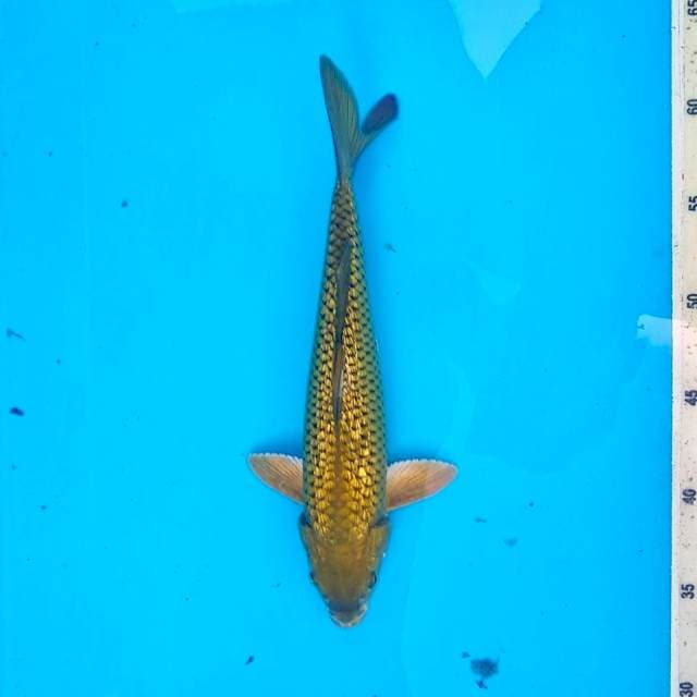 Chagoi ginrin 28cm
