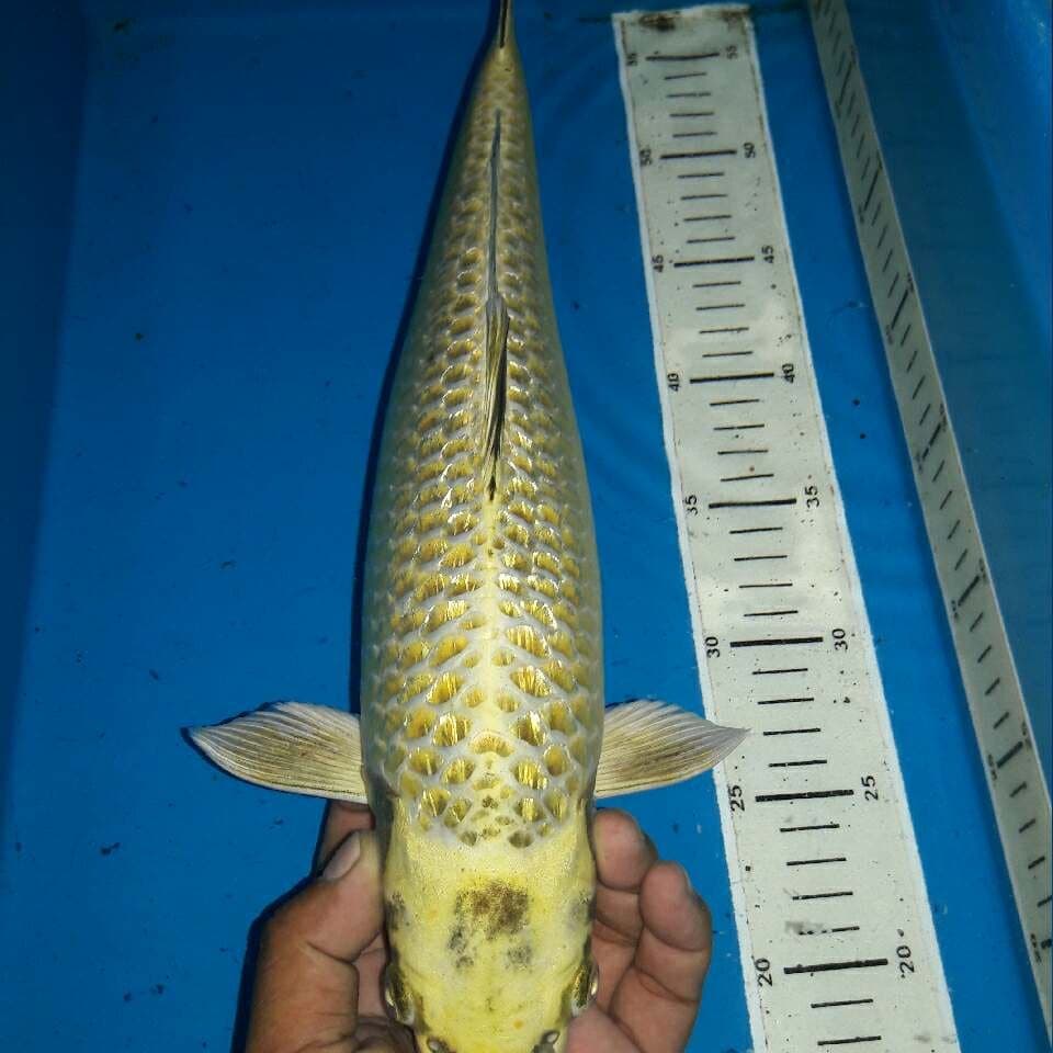 Kawarimono