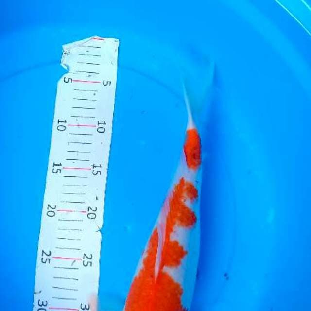 Kohaku 40 cm