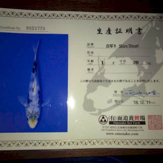 Shiro Utsuri 20cm (Omosako). Import dan Sertifikat