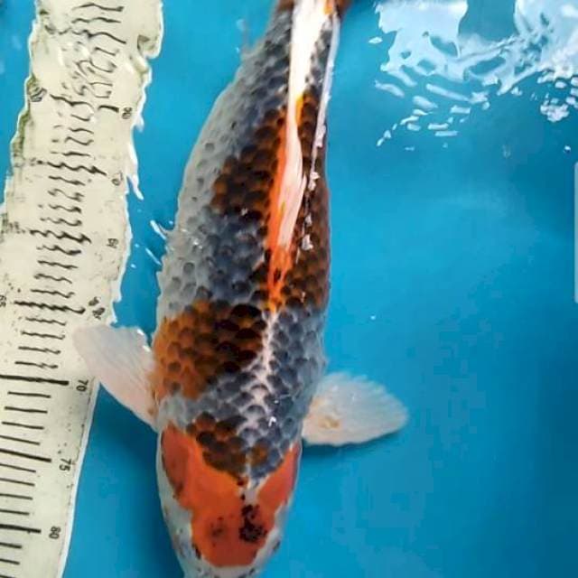 Ghosiki 55cm