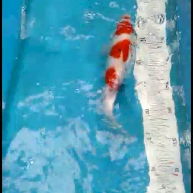 Kohaku 25bu