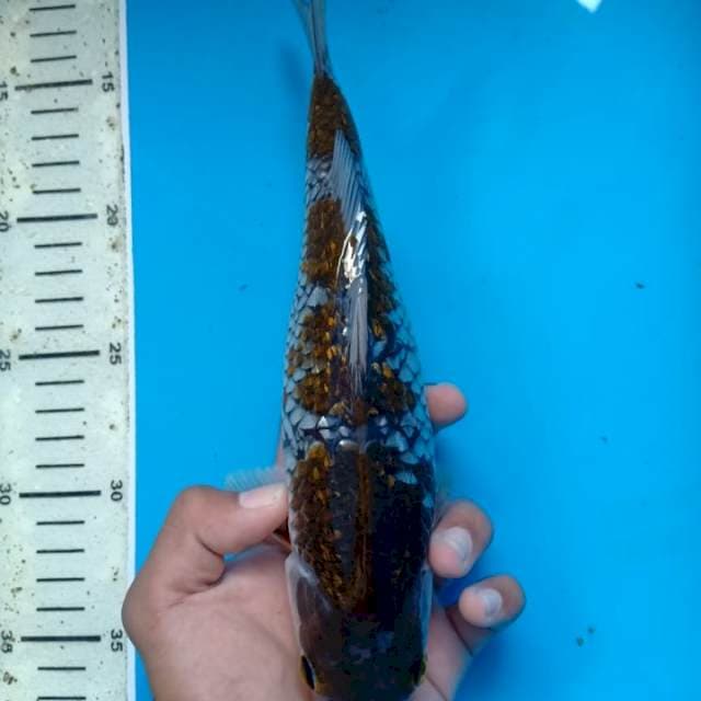 Ochiba 25bu