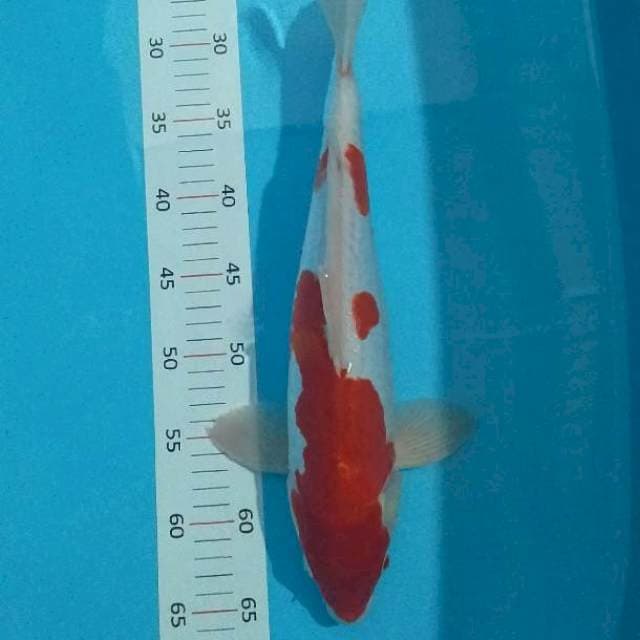 **kohaku 39cm**