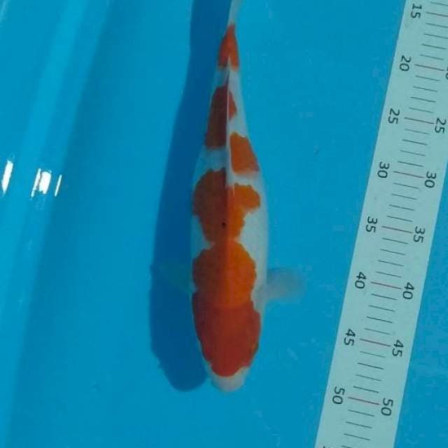 ** kohaku bocor 38cm**