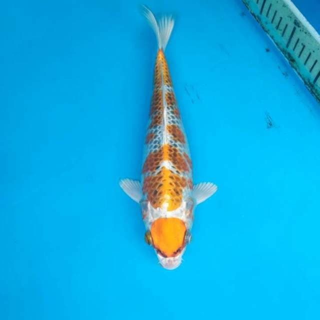 Maruten kujaku