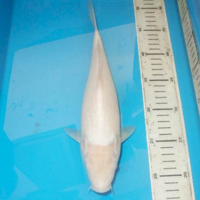 32cm SHIROMUJI