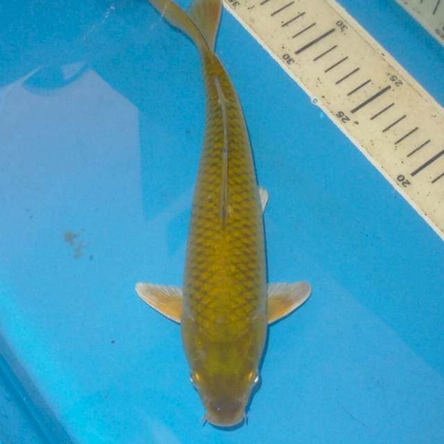30cm MIDORIGOI JINAK
