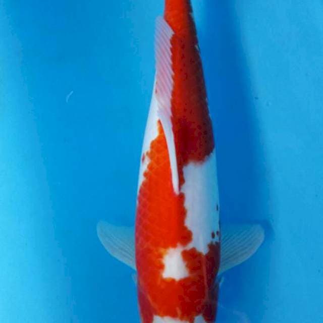 Kohaku
