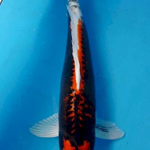 Antikan
