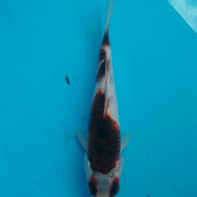 goromo