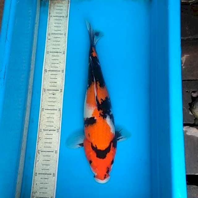 Showa 38cm