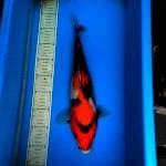 Showa 38cm 