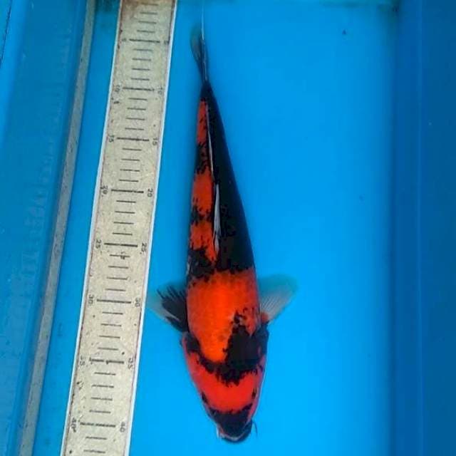 Hishowa 37cm