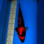 Hishowa 37cm 