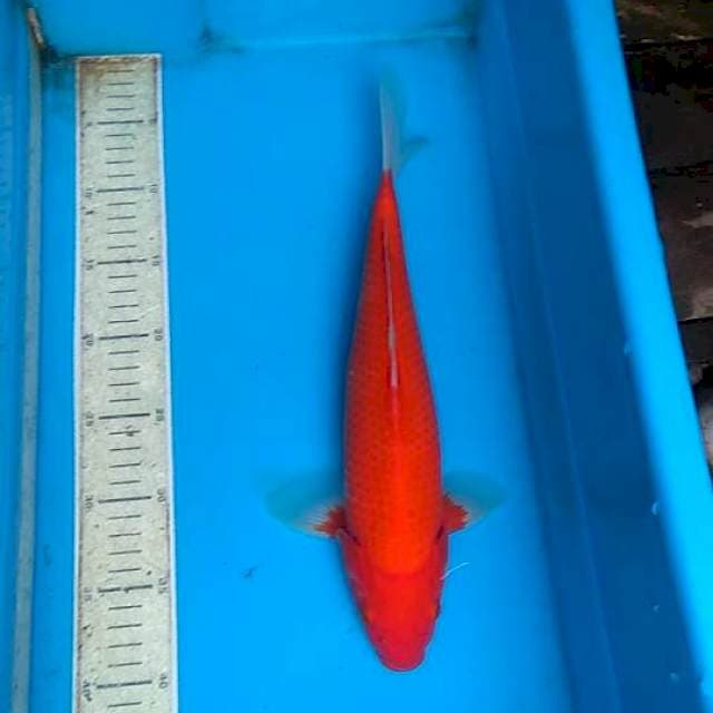 Aka hajiro  35cm 