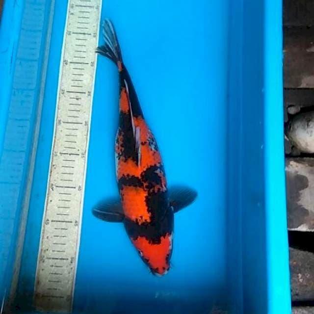 Hishowa 37cm