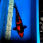 Hishowa 37cm
