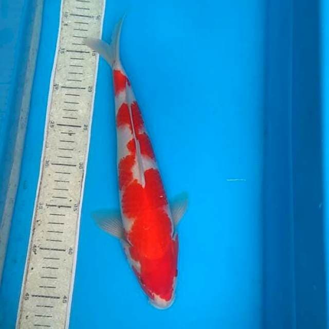 Kohaku 35cm