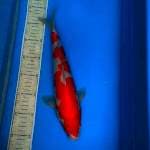 Kohaku 35cm