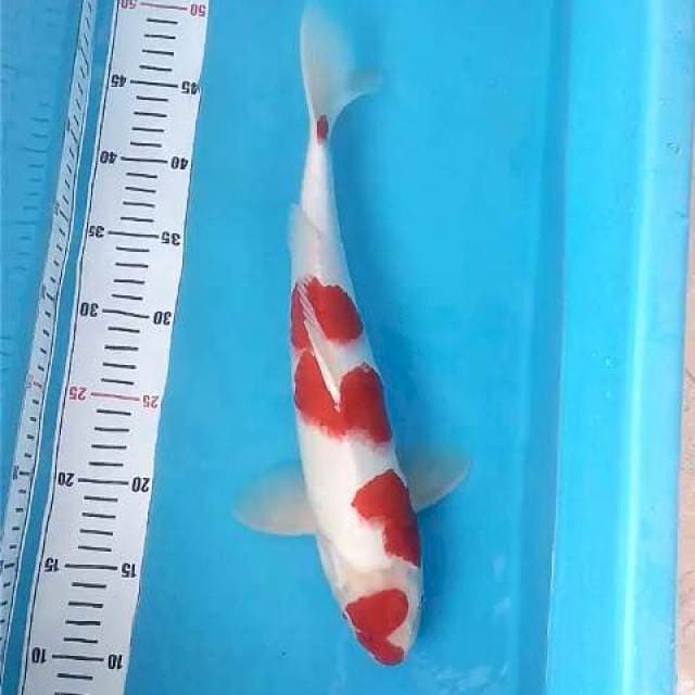Kohaku 38