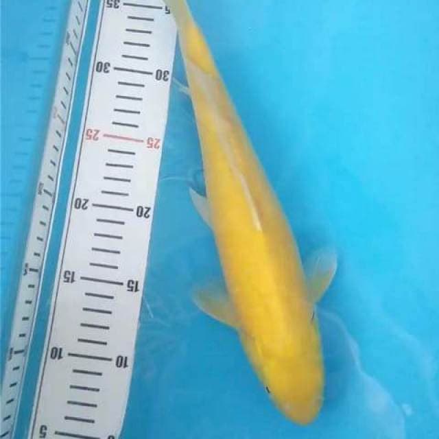 Karashi Mata Merah Hot 33Cm