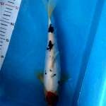 Tancho Sanke Doit 31Cm