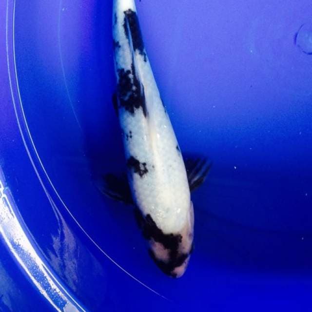 shiro 35cm