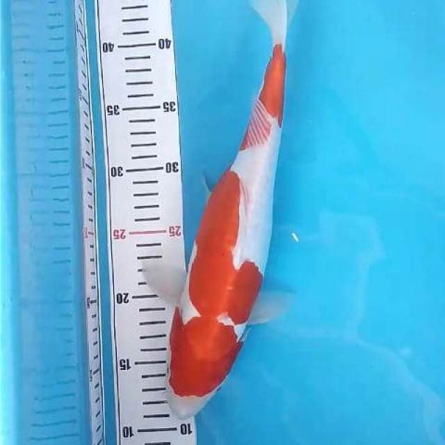 Kohaku Doit 33Cm