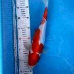 Kohaku Doit 33Cm 