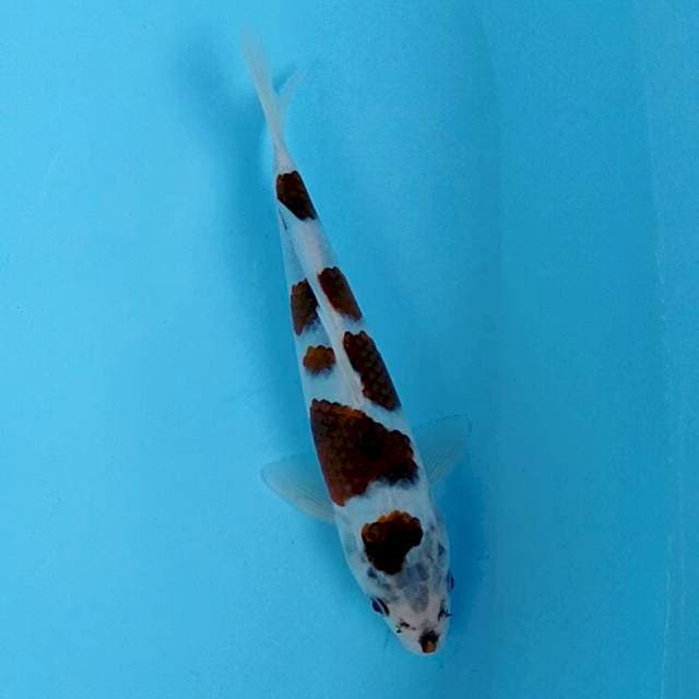 Goromo 21cm
