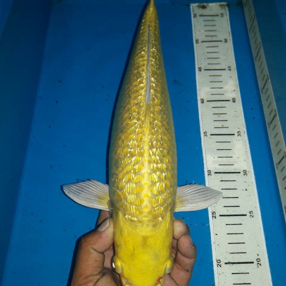 Yamabuki ogon ginrin