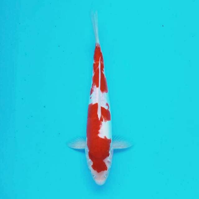 6. Doitsu Kohaku #32cm
