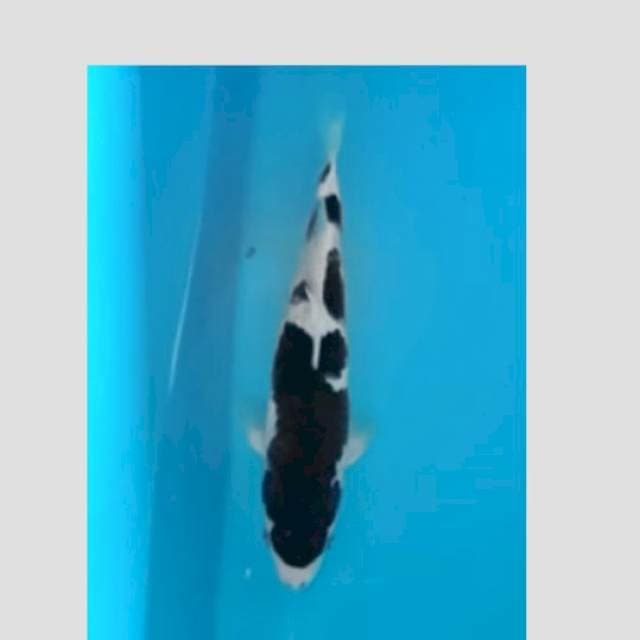 budho istimewa 20cm hitam strong