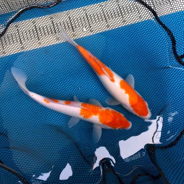 Koi Kohaku 2 ekor