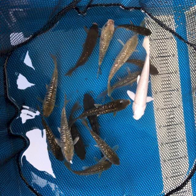 Koi Mix 15-20bu 15ekor