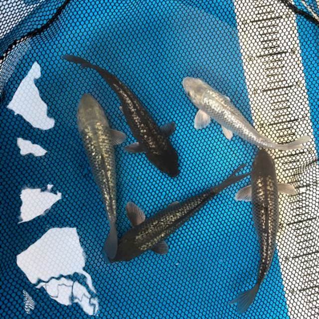 Koi Soragoi Ginrin 5ekor 25bu #2