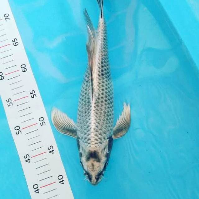 # Kumpay 38cm #